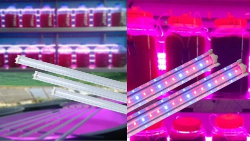 Đèn LED chuyên dụng cho Tảo – Tối ưu hóa quang hợp, nâng cao năng suất sinh khối